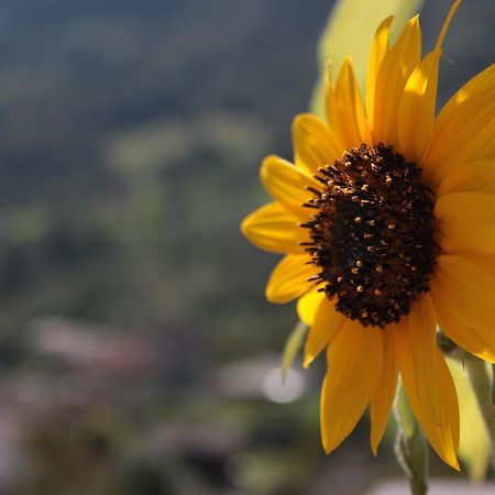 דירות באצ'נו Il Girasole מראה חיצוני תמונה