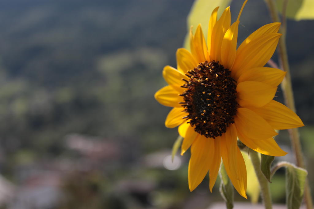 דירות באצ'נו Il Girasole מראה חיצוני תמונה